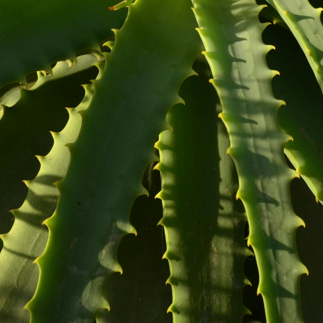 Organiczny aloes