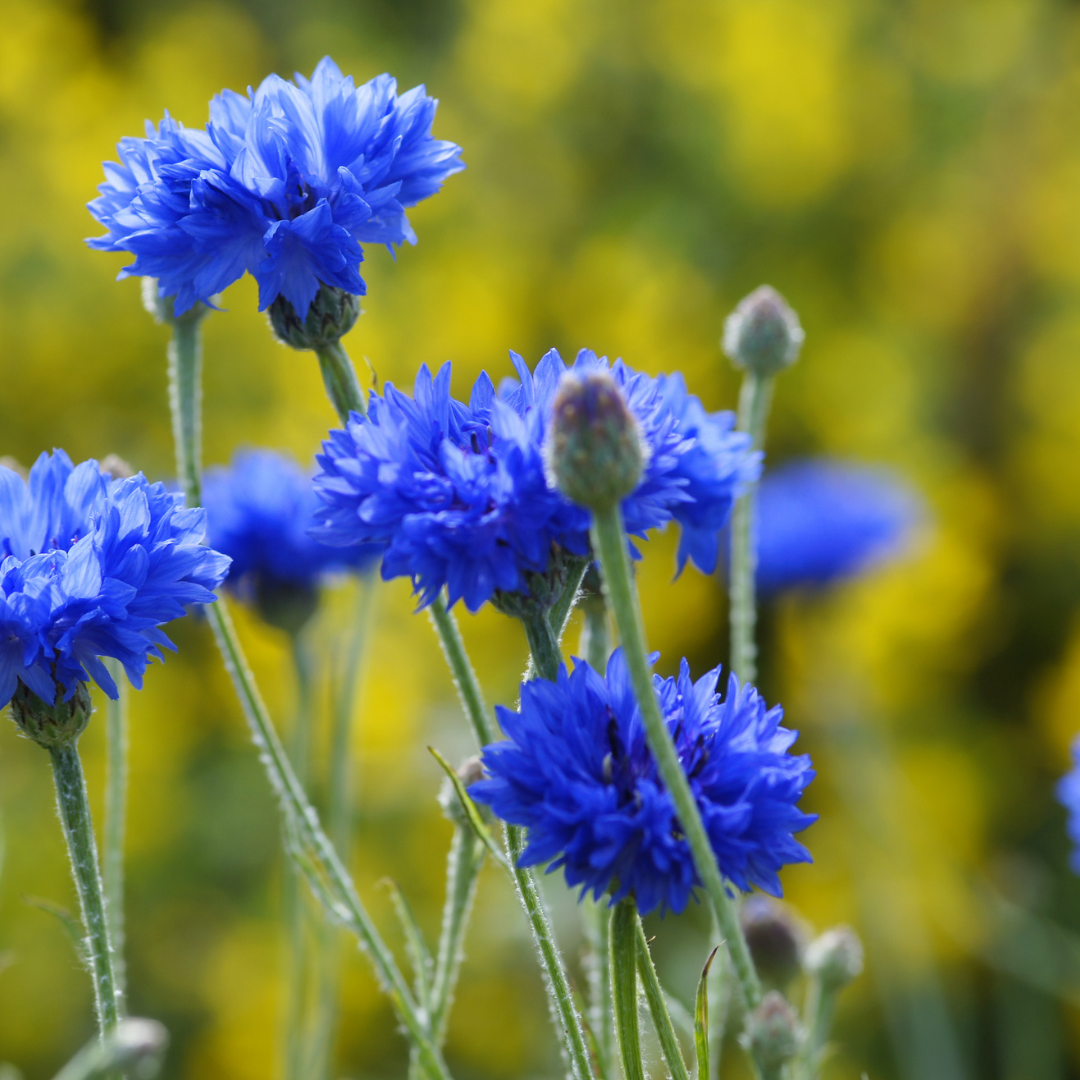 Chaber bławatek (Centaurea cyanus)