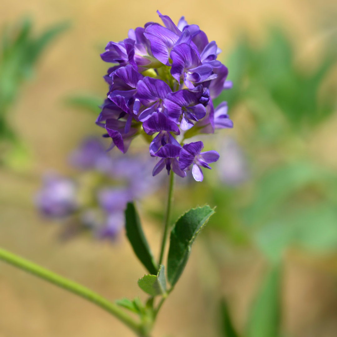 Lucerna (Medicago sativa)