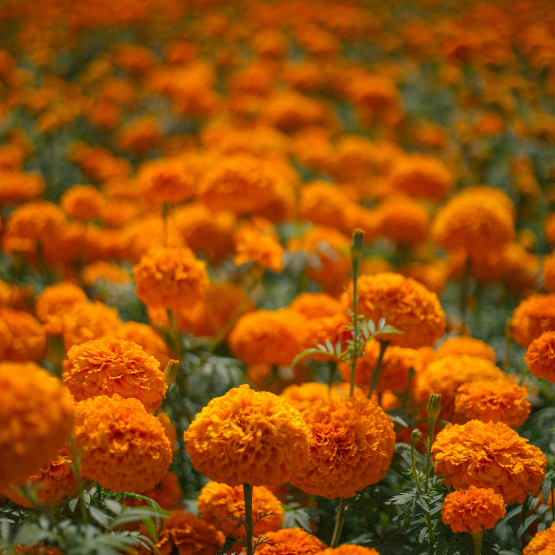 Nagietek (Calendula officinalis)
